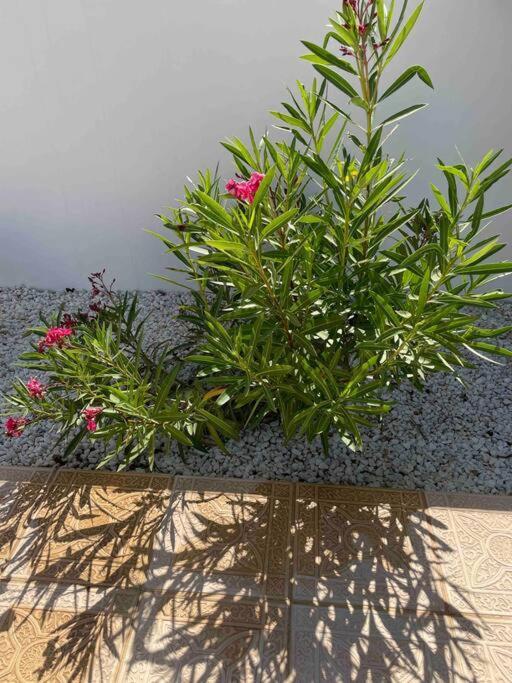 Casa Pap Villa Arboleas Dış mekan fotoğraf